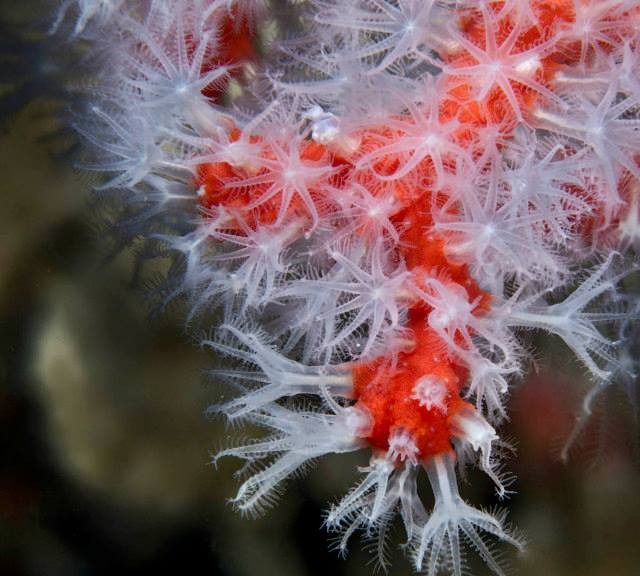 Diving Site 1