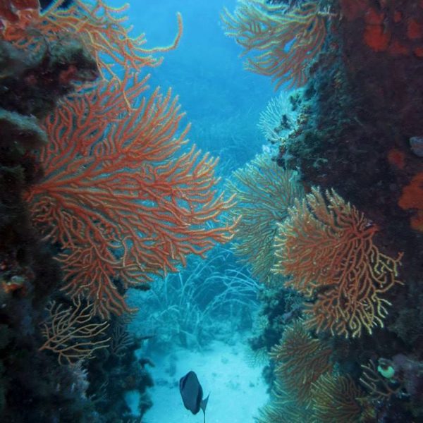 Diving Site 1