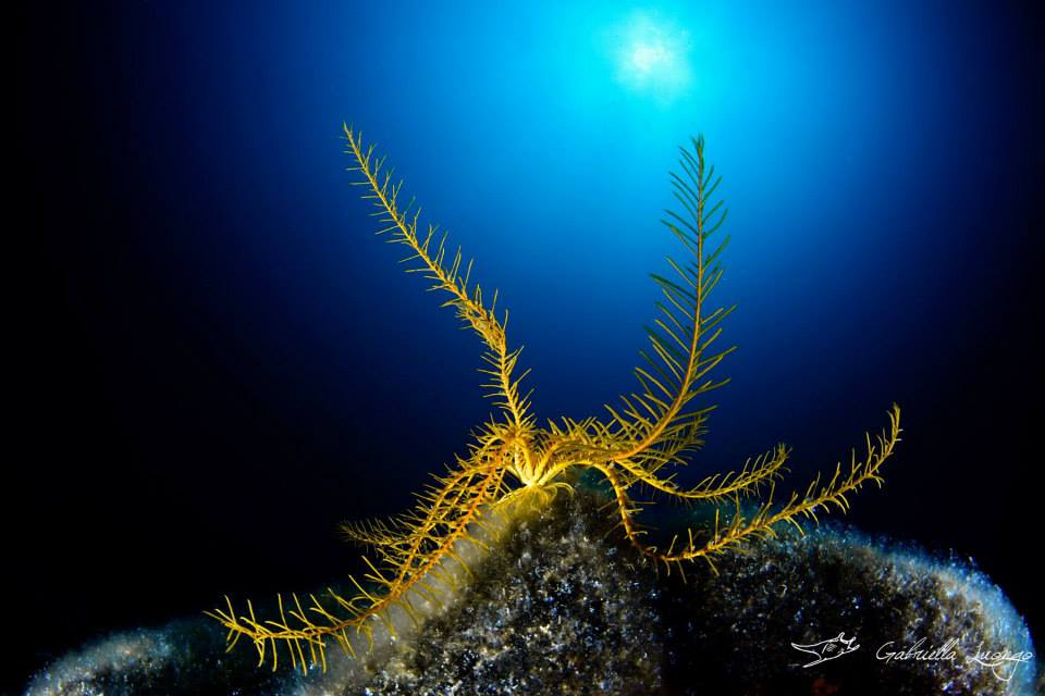 Diving Site 1