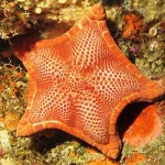 Diving Site 1