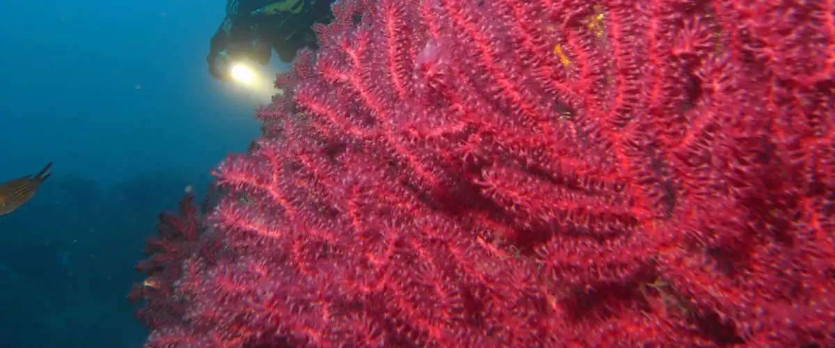 Diving Site 1