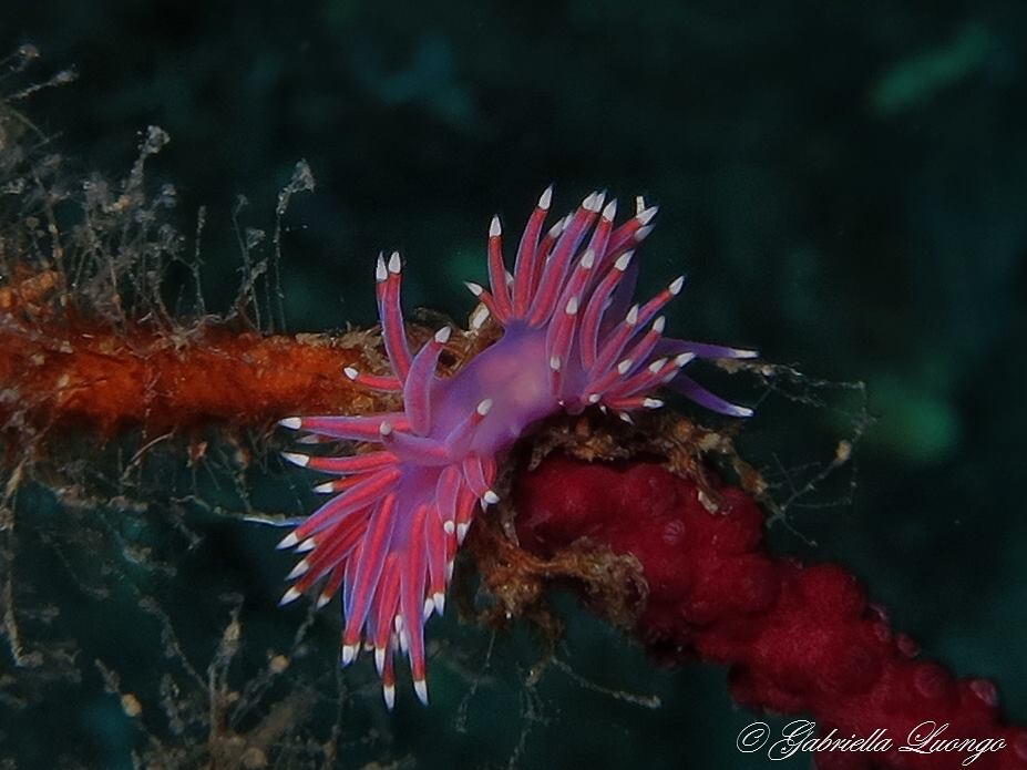 Diving Site 1