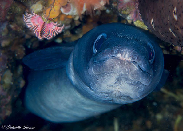 Diving Site 1