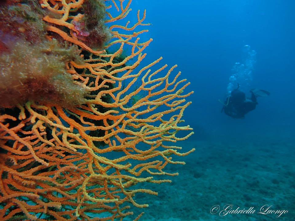 Diving Site 1
